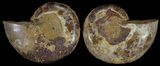 Cut & Polished, Agatized Ammonite Fossil - Jurassic #53818-1